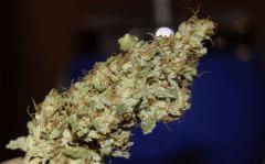 AK47 phéno 1