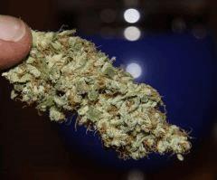 AK47 phéno 1