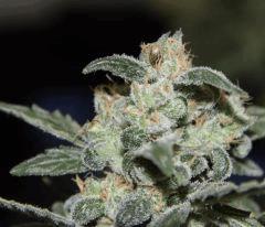AK47-Phéno2 en cloque ^^. (Papa BlueBerry)
