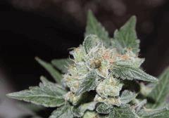 AK47-Phéno2 en cloque ^^. (Papa BlueBerry)