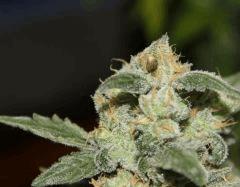 AK47-Phéno2 en cloque ^^. (Papa BlueBerry)