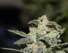 AK47-Phéno2 en cloque ^^. (Papa BlueBerry)