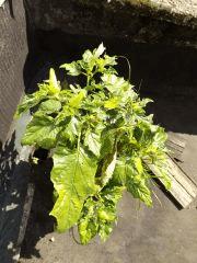 datura