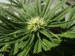 OG Kush