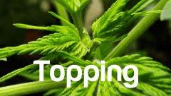 topping cro + 33 ( STS x KK )