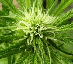 OG Kush