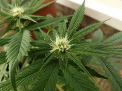 kandy kush x super thaï skunk