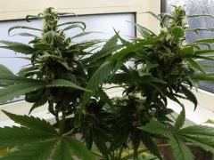 DSCF4249 B