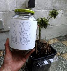 og kush