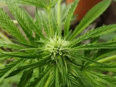 Og Kush