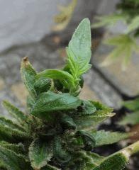 og kush
