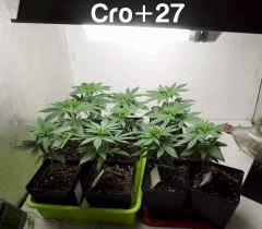 cro+27