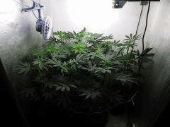 cro 40 flo 10