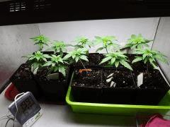 OG Kush cro + 21
