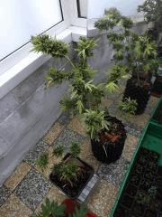 Siam Kush