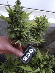 Siam Kush