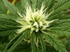 kandy kush x super thaï skunk