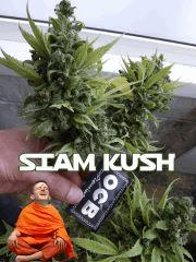 la Siam Kush à valls