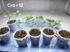 Cro 12