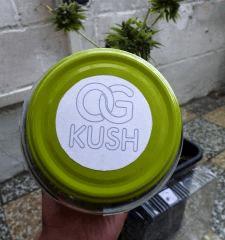 og kush