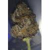 choco mint Og