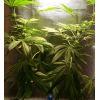 Deux plantes