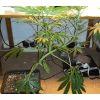 5 cleaned