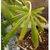 Feuille