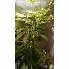 Plante 1