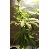 Plante 2