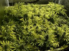 C40 S16 F55