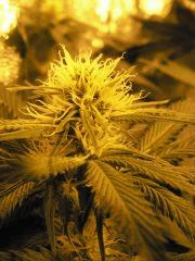 Macro Blue cheese