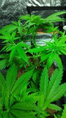 CCsativa