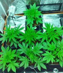 C23+rempotage en 6L