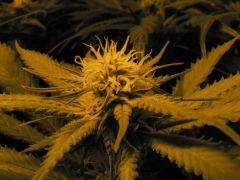 Macro OG Kush CBD