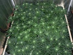C40 S16 F23