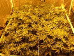 C40 S16 F19