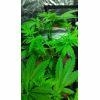 CCsativa