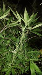 Bigbud F+17