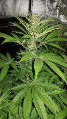 Cheestral, NL, BigBud, Stardawg x gonzo , mango