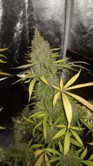 Cheesetral f+68