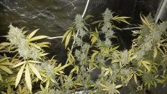 NL5 x Haze F+68