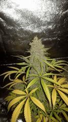 Cheesetral f+68