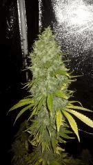 Strawdawg x gonzo F+68