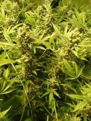 critical skunk#15 Mr Nice