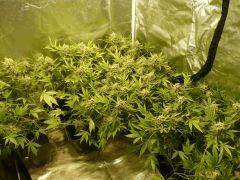 critical skunk#15 Mr Nice