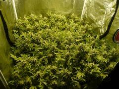 critical skunk#15 Mr Nice