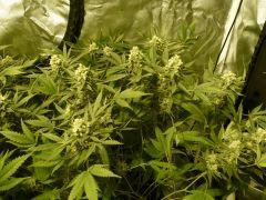 critical skunk#15 Mr Nice