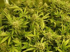 critical skunk#15 Mr Nice