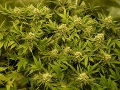 critical skunk#15 Mr Nice
